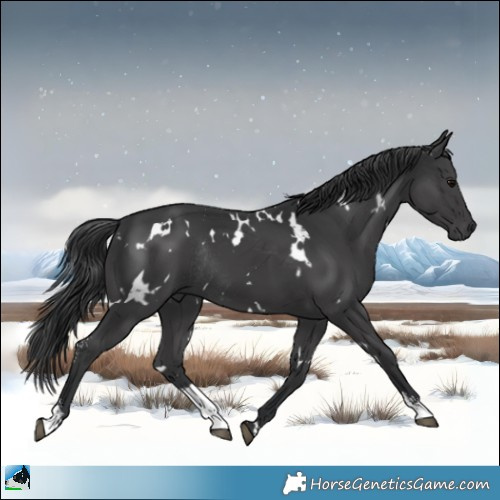 Horse Color:White Spotted Black Sabino Rabicano 