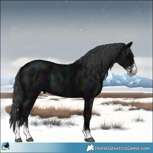 Horse Color:Midnight Black Sabino 