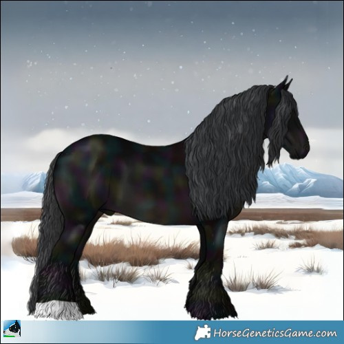 Horse Color:Midnight Black 