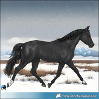Horse Color:Black 