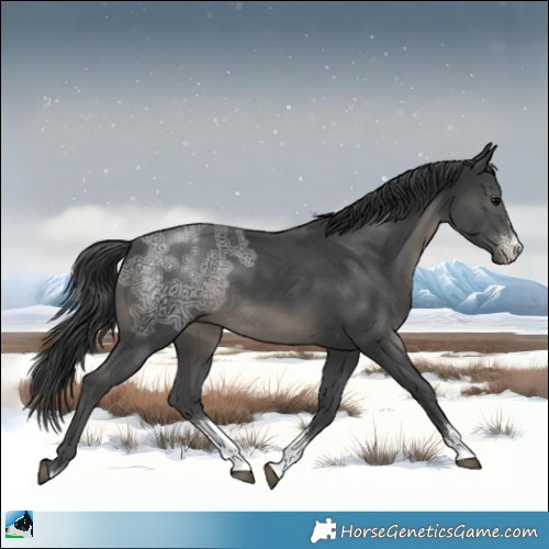 Horse Color:Black Ice Sabino Rabicano