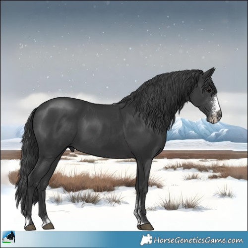 Horse Color:Black Sabino 