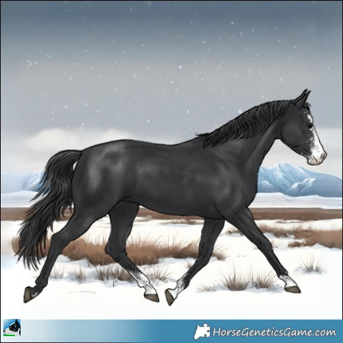 Horse Color:Black Sabino 