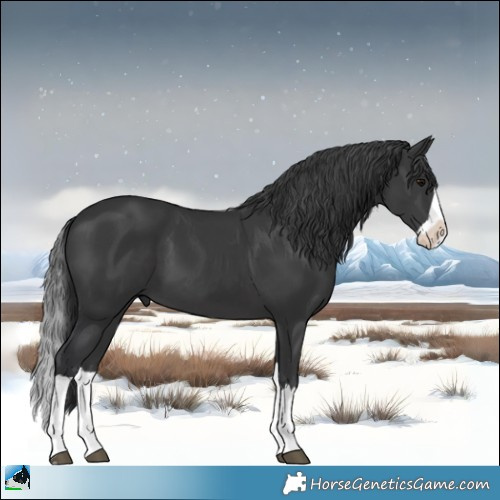 Horse Color:Black Mushroom Splash 