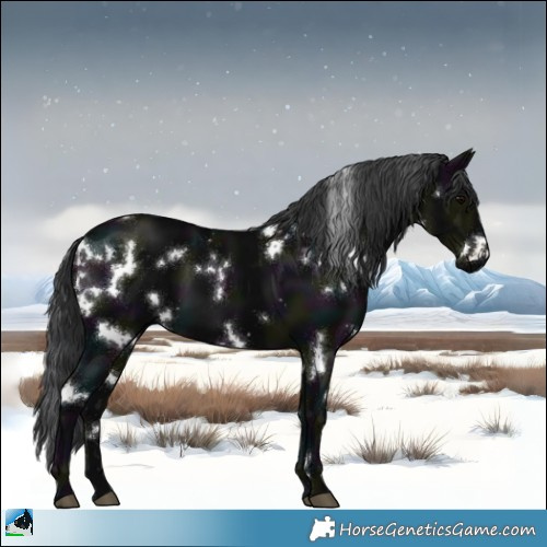 Horse Color:White Spotted Midnight Black 