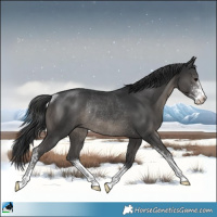 Horse Color:Black Mushroom Sabino Rabicano 