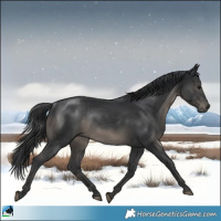 Horse Color:Black Mushroom Rabicano 