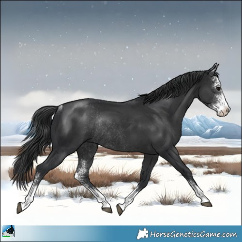 Horse Color:Black Sabino Rabicano 