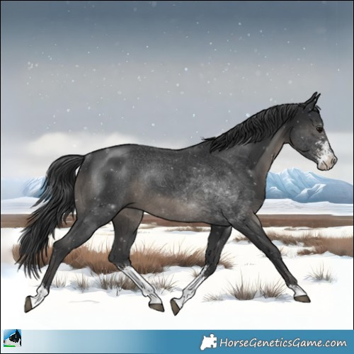 Horse Color:Black Sabino Rabicano 