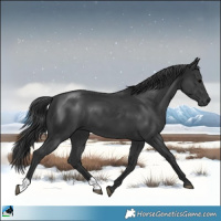 Horse Color:Black 