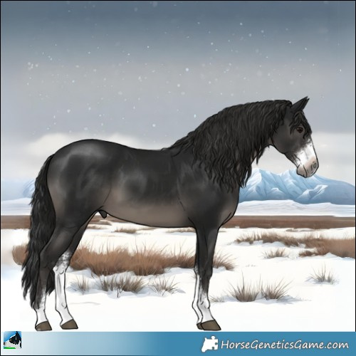 Horse Color:Gray Black Sabino 