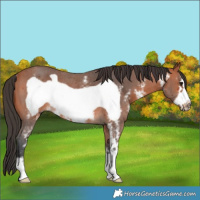 Horse Color:Bay Sabino Frame Rabicano 