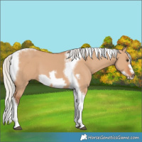 Horse Color:Silver Bay Dun Tobiano Frame 