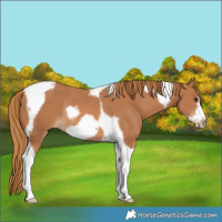 Horse Color:Chestnut Tobiano Frame Rabicano 