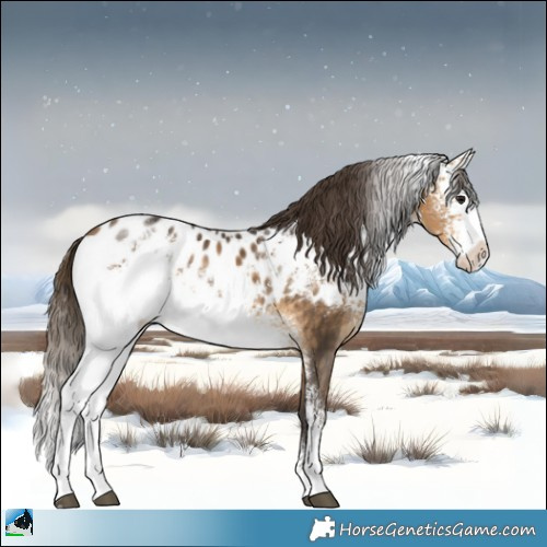 Horse Color:White Spotted Buckskin Appaloosa Rabicano 