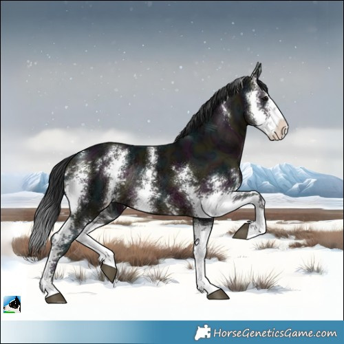 Horse Color:Midnight Brown Ice Sabino Rabicano 