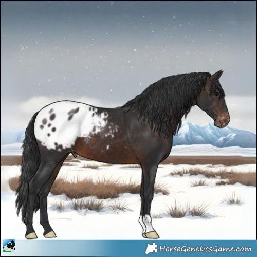 Horse Color:Brown Appaloosa 