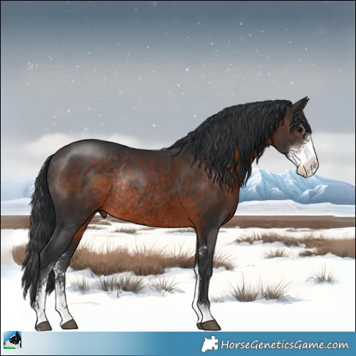 Horse Color:Brown Sabino Rabicano 