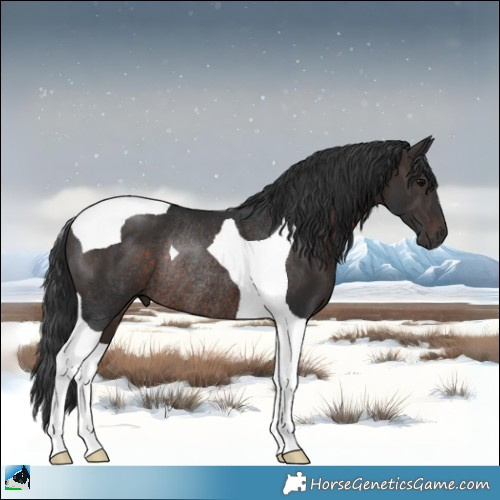 Horse Color:Brown Tobiano Rabicano 