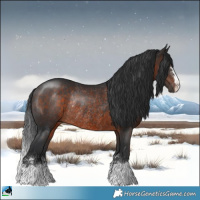 Horse Color:Brown Rabicano 