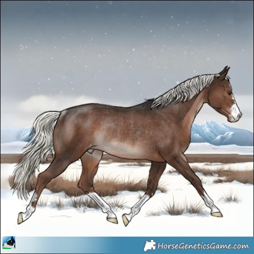 Horse Color:Liver Chestnut Mushroom Appaloosa Rabicano 