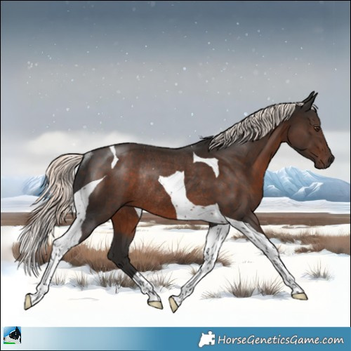 Horse Color:Liver Chestnut Mushroom Tobiano Rabicano 