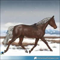 Horse Color:Liver Chestnut Mushroom Sabino Rabicano