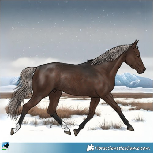 Horse Color:Liver Chestnut Mushroom Rabicano 