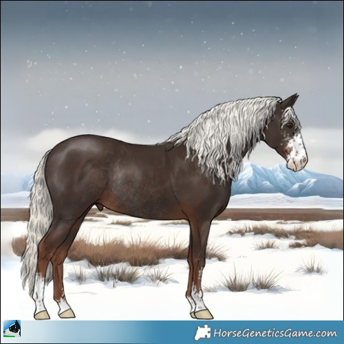 Horse Color:Liver Chestnut Mushroom Sabino Rabicano 