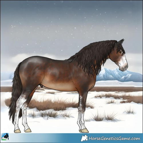 Horse Color:Gray Liver Chestnut Sabino 