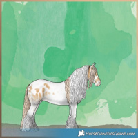 Horse Color:Chocolate Palomino Dun Tobiano Near Leopard 