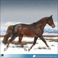 Horse Color:Liver Chestnut 
