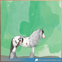 Horse Color:Liver Chestnut Tobiano Appaloosa 