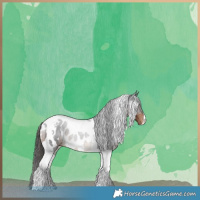 Horse Color:Liver Chestnut Tobiano Appaloosa 