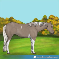 Horse Color:Silver Grullo Tobiano 