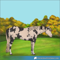 Horse Color:Smoky Black and Smoky Creme