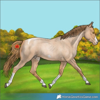 Horse Color:Red Roan Pearl Tobiano Frame 