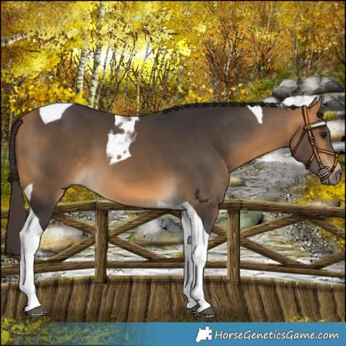 Horse Color:Buckskin Tobiano