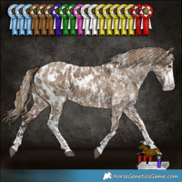 Horse Color:Liver Red Dun Sabino Appaloosa  and Liver Red Dun Sabino Appaloosa 