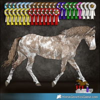 Horse Color:Liver Red Dun Sabino Near Leopard  and Liver Red Dun Sabino Blanket 