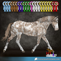 Horse Color:Liver Red Dun Sabino Appaloosa and Liver Red Dun Sabino Appaloosa