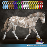 Horse Color:Liver Red Dun Sabino Appaloosa and Liver Red Dun Sabino Appaloosa