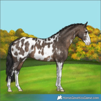 Horse Color:Brown Dun Sabino Appaloosa 