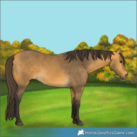 Horse Color:Buckskin 