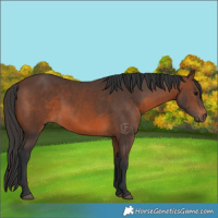 Horse Color:Brown 