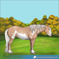 Horse Color:Silver Amber Champagne Frame 
