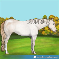 Horse Color:Smoky Creme Rabicano