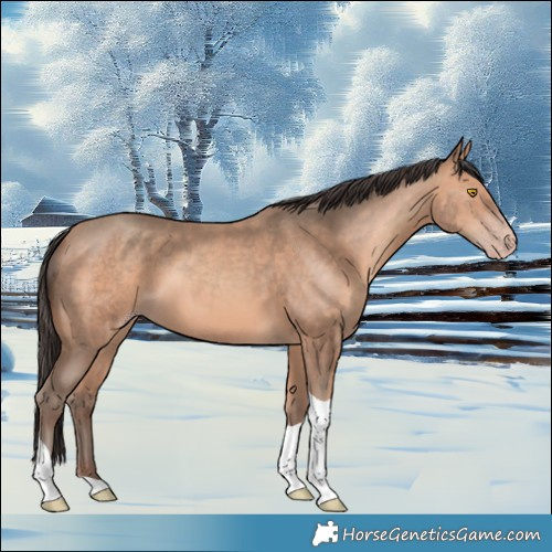 Horse Color:Amber Champagne Tobiano