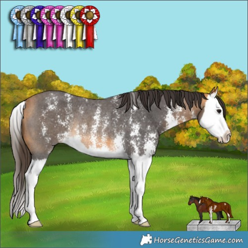 Horse Color:Buckskin Sabino Splash Rabicano 
