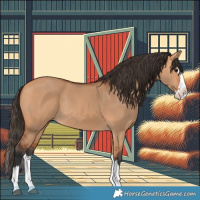 Horse Color:Bay Dun Splash Rabicano 